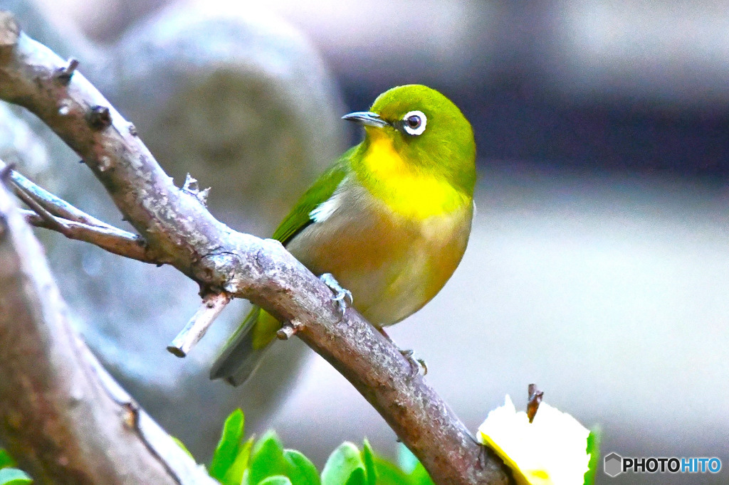野山の鳥  メジロ