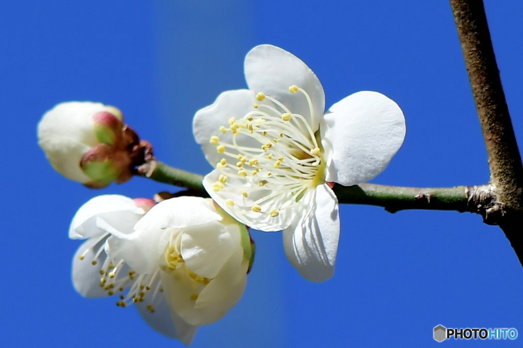 庭に咲いた梅の花 23-029  