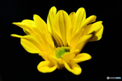 庭に咲いた花  21-570