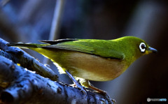 野山の鳥  389