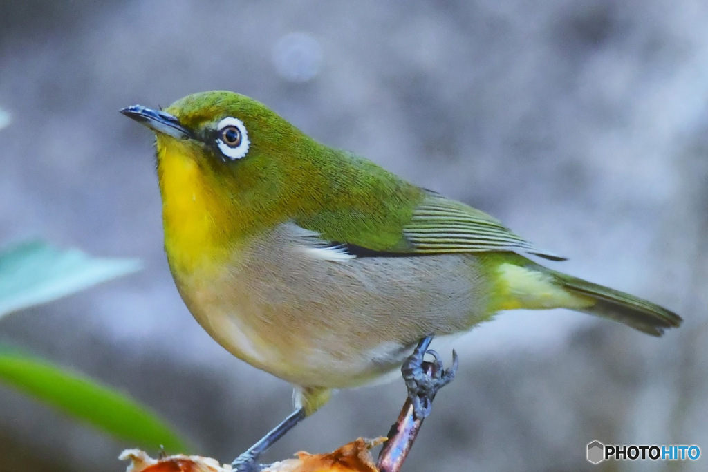 今日のメジ君 23-005