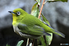 野山の鳥 22-153 メジ君