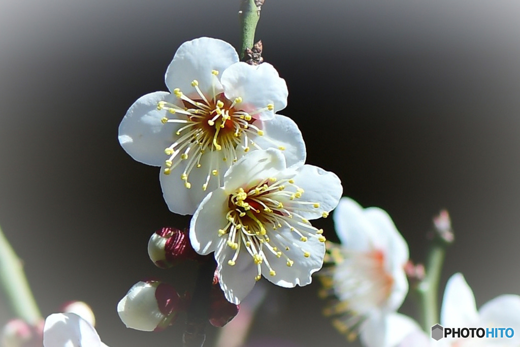  庭に咲いた白梅の花 22-079  