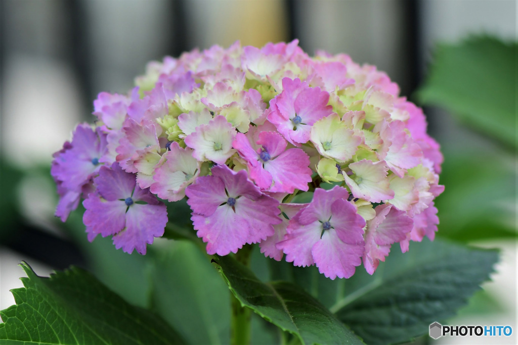 紫陽花が大分色づき始めました 23-220 