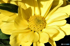 陽射したっぷりの窓辺で  Ⅵ  21-476