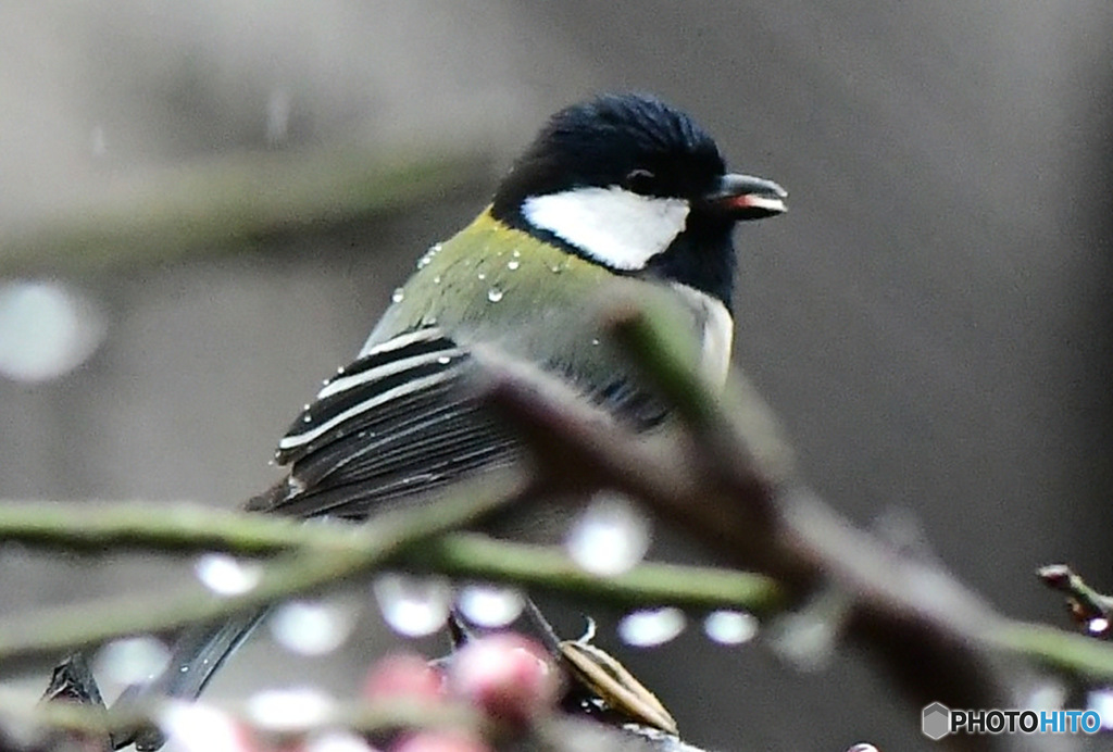 野山の鳥 冷たい雨の中に四十雀さん