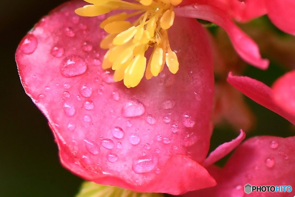 雨に濡れた赤い花 23-254 