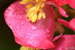 雨に濡れた赤い花 23-254 