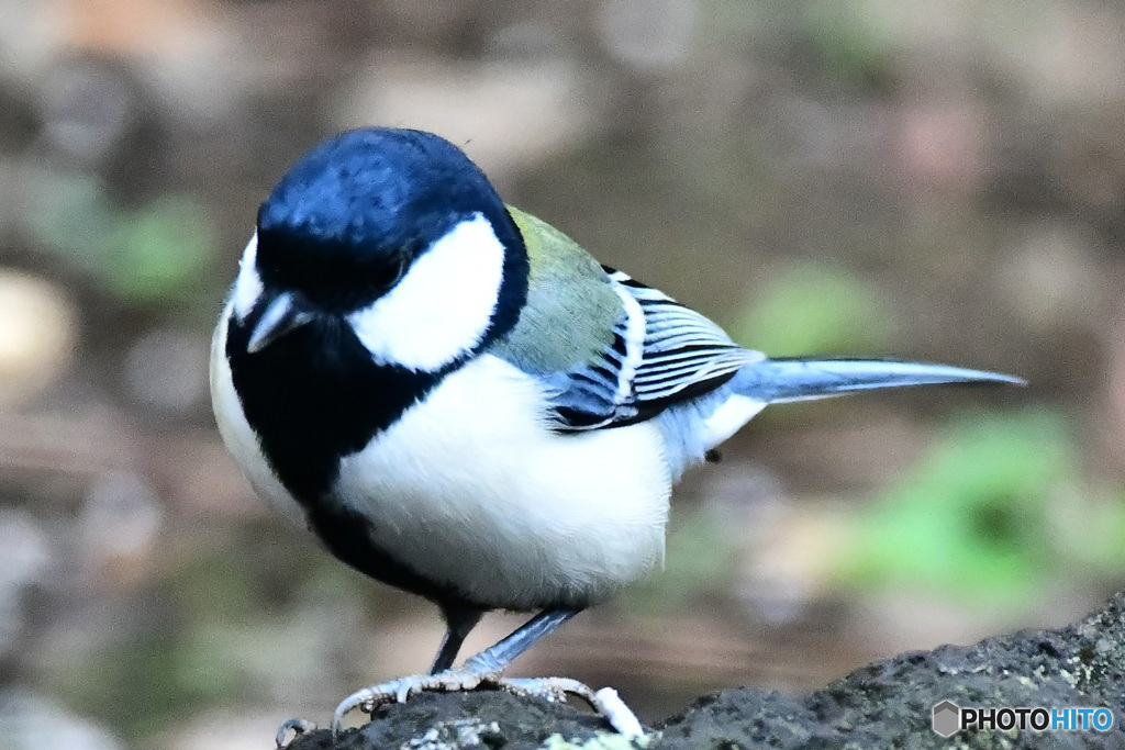  野山の鳥 22-065   