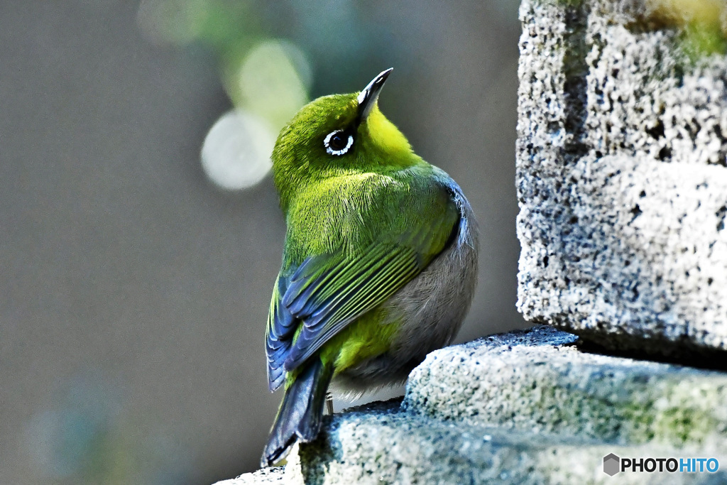 振り向くメジ君 22-074