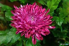 庭に咲いた菊の花 624