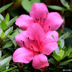  庭に咲いたサツキの花