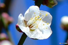 庭に咲いた白梅の花