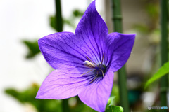  庭に咲いた桔梗の花一輪