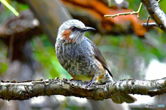 野山の鳥  ヒヨさん