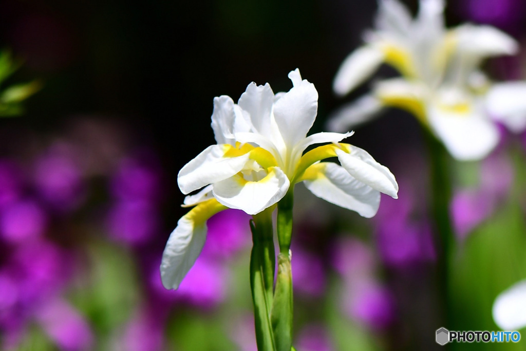 四～五月に咲いた花 22-455