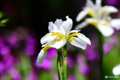 四～五月に咲いた花 22-455