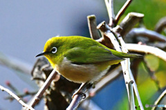 野山の鳥 メジ君 23-150