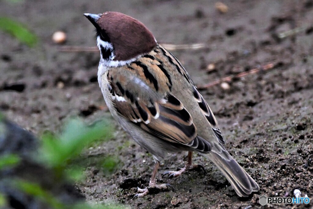 野山の鳥 雀ドン 23-134