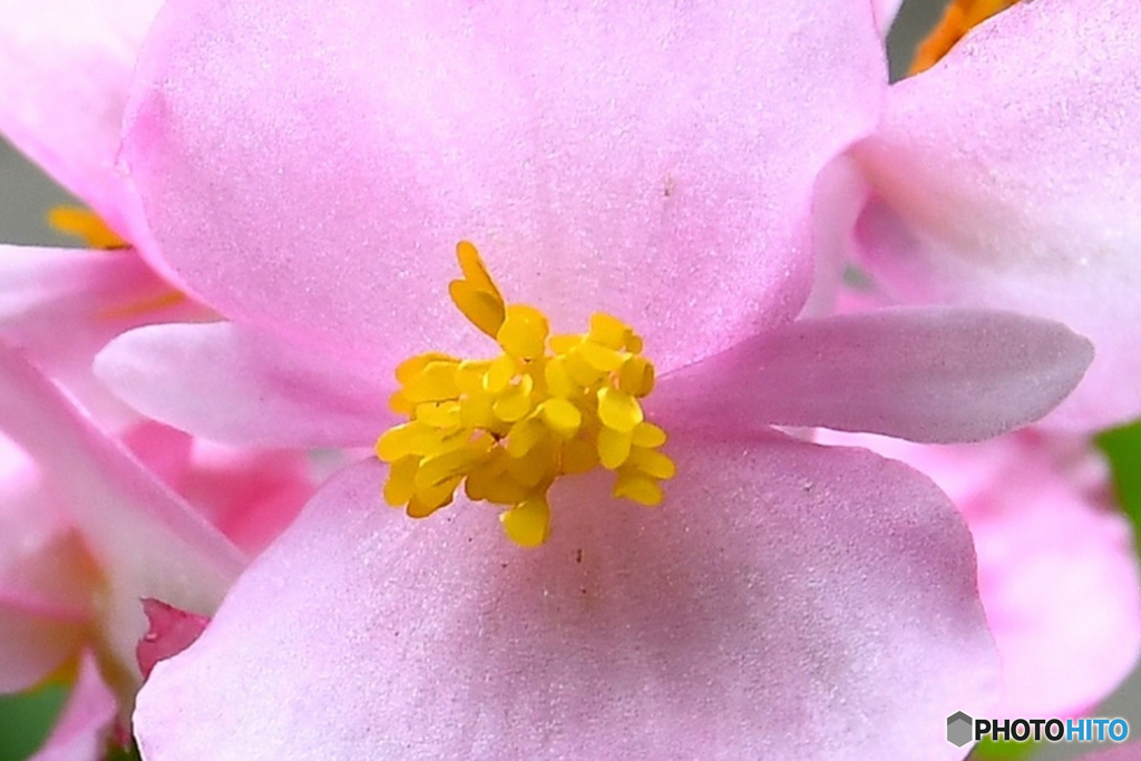 庭に咲いた花の蕊  23-324  