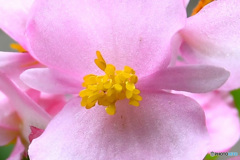 庭に咲いた花の蕊  23-324  