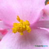 庭に咲いた花の蕊  23-324  