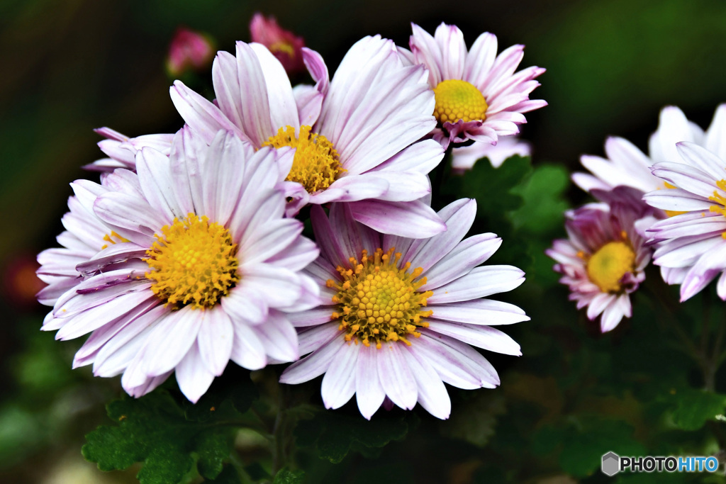 寒い時に庭に咲いた菊の花  21-608