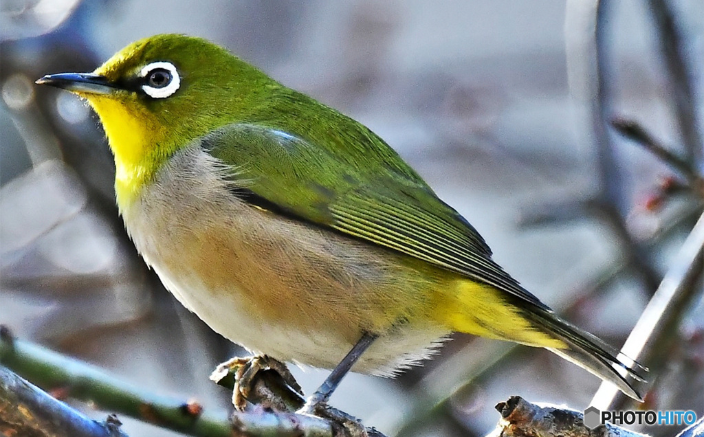 野山の鳥  21-284