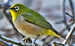 野山の鳥  21-284