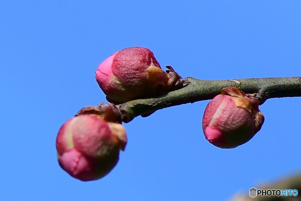 紅梅今年は遅く未だに蕾 23-042