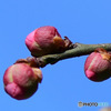 紅梅今年は遅く未だに蕾 23-042