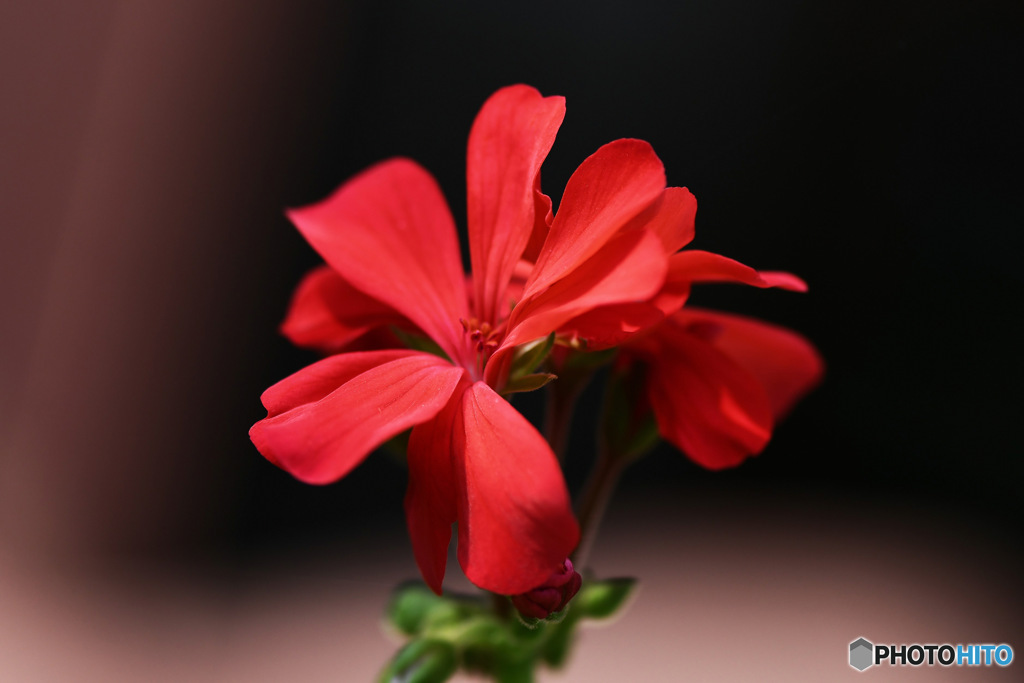 庭に咲いた花   