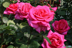 園に咲いていたバラの花  22-423