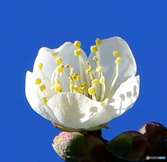 庭に咲いた白梅の花 