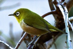 野山の鳥   384