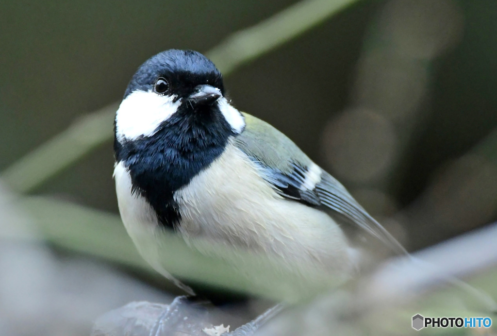 野山の鳥  四十雀さん