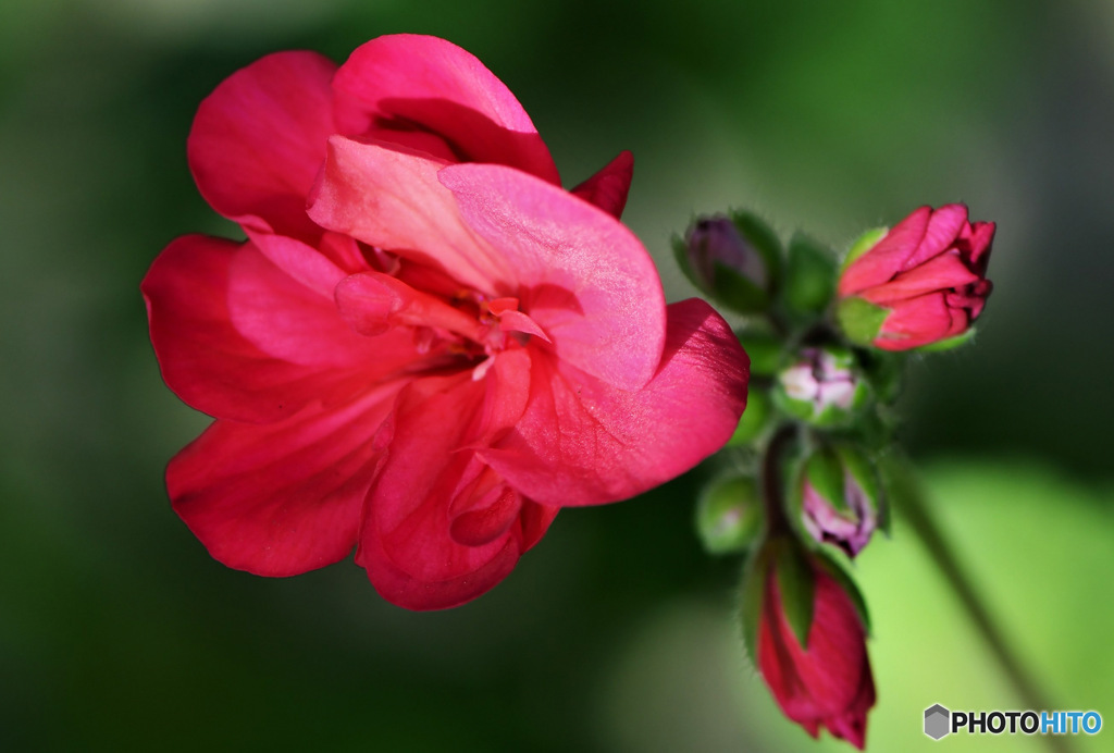 庭に咲いた花 23-206