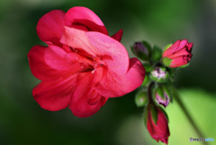 庭に咲いた花 23-206