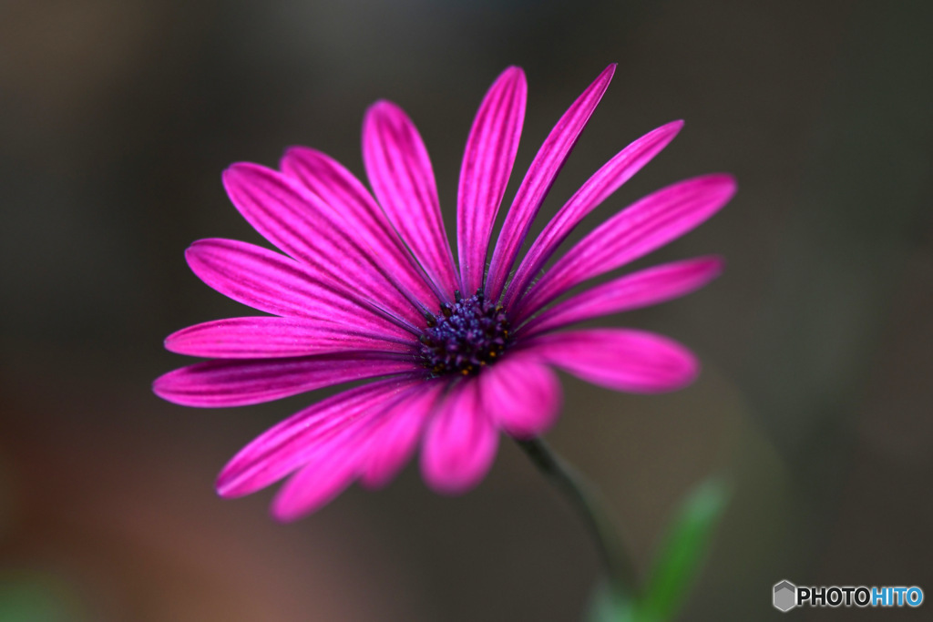 オステオスペルマムの花が一輪咲きました