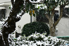 今日は自宅付近にも初雪が降りました