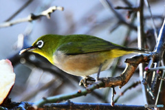 野山の鳥  21-264  