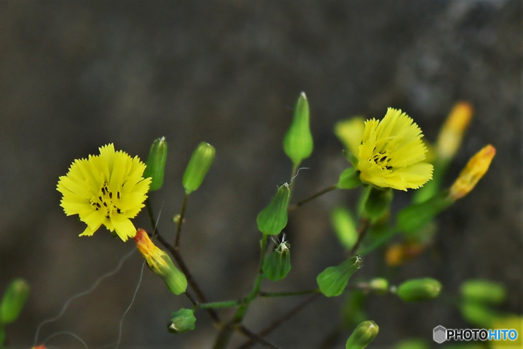 オニタビラコの花 23-112  