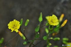 オニタビラコの花 23-112  