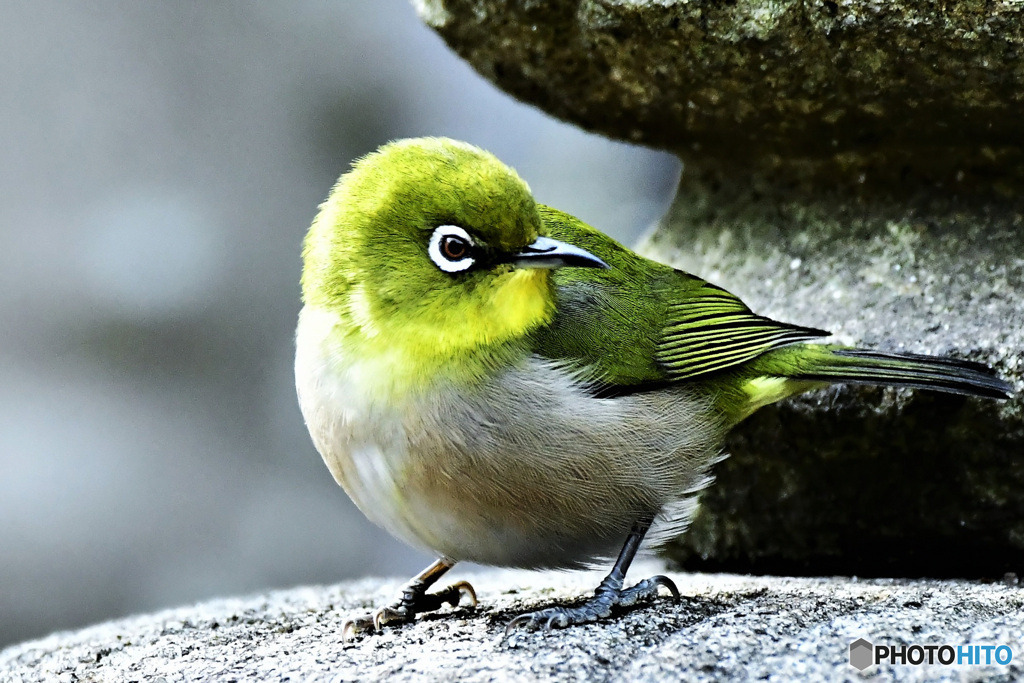 野山の鳥 22-140 メジ君