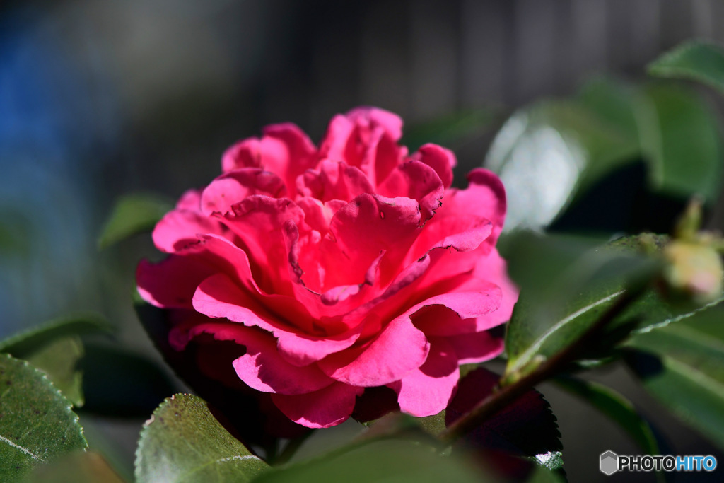 庭に咲いたサザンカの花