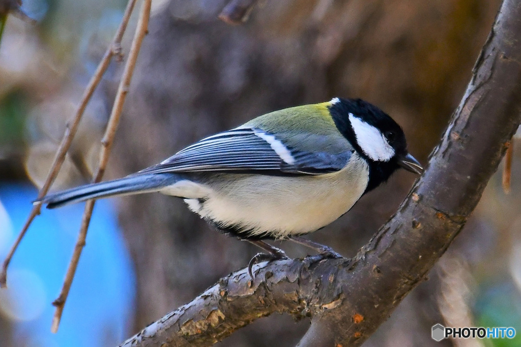 野山の鳥  21-192   四十雀