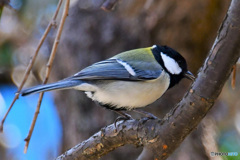 野山の鳥  21-192   四十雀