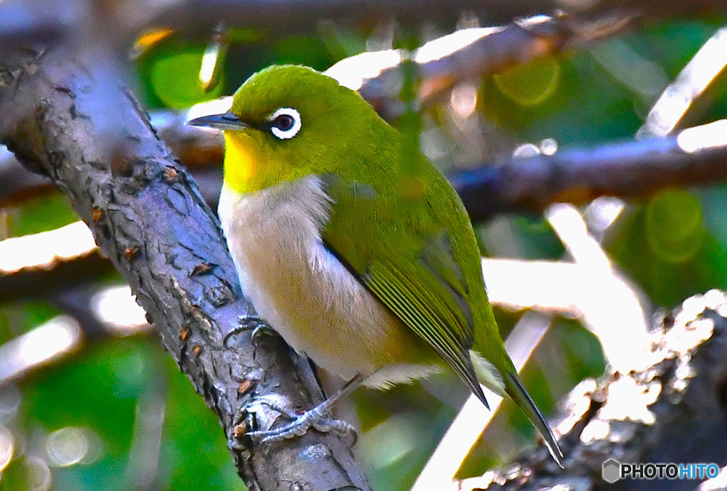 野山の鳥 メジ君