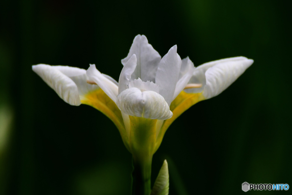 白アヤメの花  21-290