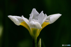 白アヤメの花  21-290